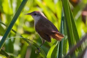 Jo&atilde;o-da-palha - Spartonoica maluroides