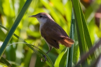 Jo&atilde;o-da-palha - Spartonoica maluroides