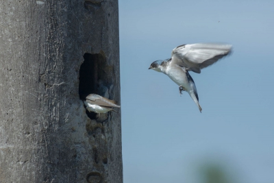 Andorinha-de-sobre-branco - Tachycineta leucorrhoa