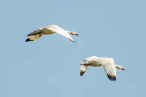 Capororoca - Coscoroba coscoroba