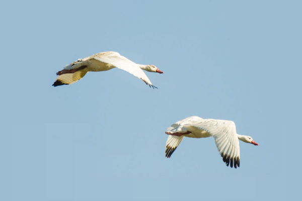 Capororoca - Coscoroba coscoroba