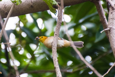 Sa&iacute;-can&aacute;rio - Thlypopsis sordida