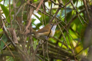Bico-assovelado - Ramphocaenus melanurus
