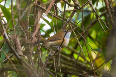 Bico-assovelado - Ramphocaenus melanurus