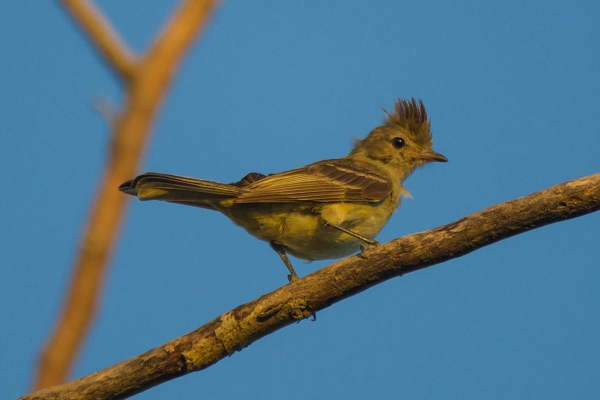 Guaracava-de-barriga-amarela - Elaenia flavogaster