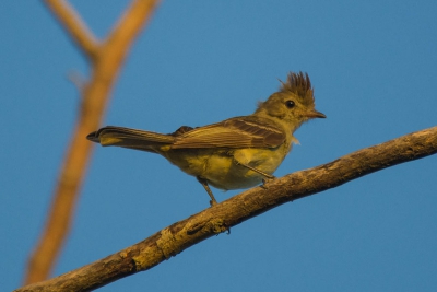 Guaracava-de-barriga-amarela - Elaenia flavogaster