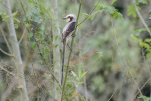 Tesoura-do-brejo - Gubernetes yetapa