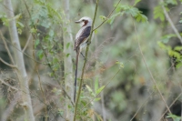 Tesoura-do-brejo - Gubernetes yetapa