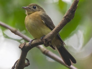 Assanhadinho - Myiobius barbatus