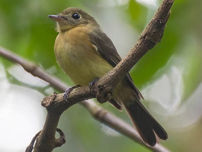 Assanhadinho - Myiobius barbatus