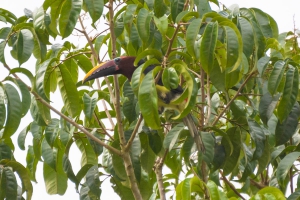 Ara&ccedil;ari-miudinho - Pteroglossus viridis
