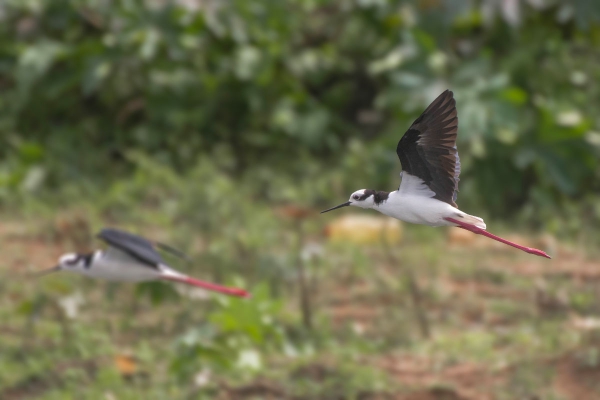 Pernilongo-de-costas-brancas - Himantopus melanurus