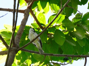 Sa&iacute;ra-de-chap&eacute;u-preto - Nemosia pileata