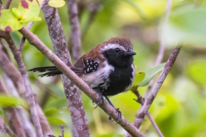 Papa-formiga-vermelho - Formicivora rufa