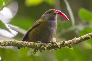 Ferro-velho - Euphonia pectoralis - F&ecirc;mea