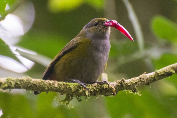 Ferro-velho - Euphonia pectoralis - F&ecirc;mea