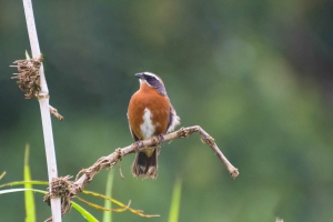 Quem-te-vestiu - Poospiza nigrorufa