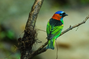 Sa&iacute;ra-militar - Tangara cyanocephala