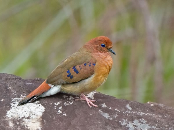 rolinha-do-planalto (Columbina cyanopis)