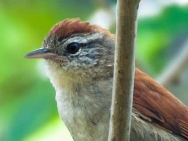Arredio-do-rio - Cranioleuca vulpina