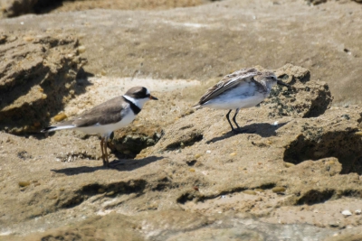 Ma&ccedil;arico-rasteirinho - Calidris pusilla. Junto com uma Batuira-de-bando - Charadrius semipalmatus em plumagem nupcial.