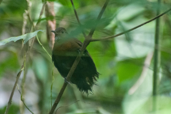 Vira-folha - Sclerurus scansor