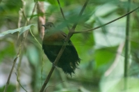 Vira-folha - Sclerurus scansor