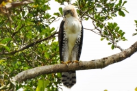 Gavi&atilde;o-de-penacho -Spizaetus ornatus