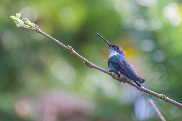 Beija-flor-de-papo-branco - Leucochloris albicollis