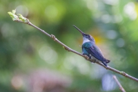 Beija-flor-de-papo-branco - Leucochloris albicollis
