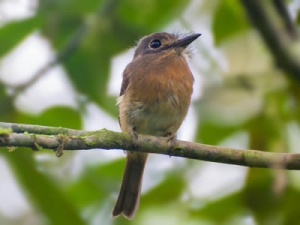 Macuru -Nonnula rubecula