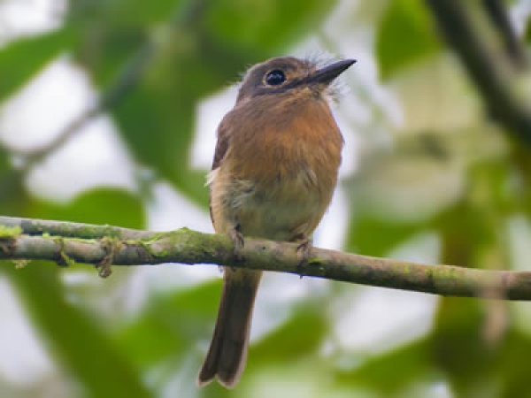 Macuru -Nonnula rubecula