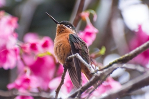Beija-flor-rubi - Clytolaema rubricauda - F&ecirc;mea