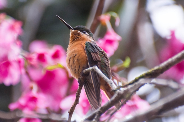 Beija-flor-rubi - Clytolaema rubricauda - F&ecirc;mea