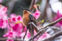 Beija-flor-rubi - Clytolaema rubricauda - F&ecirc;mea