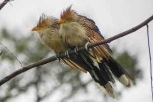 Anu-branco - Guira guira