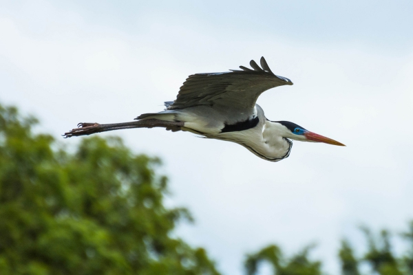 Gar&ccedil;a-moura - Ardea cocoi