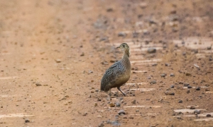 Codorna-amarela - Nothura maculosa
