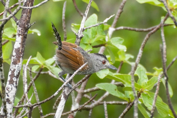 Choca-de-asa-vermelha - Thamnophilus torquatus