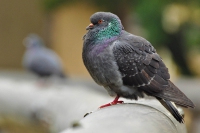Pombo-dom&eacute;stico - Columba livia