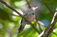 Chorozinho-de-papo-preto - Herpsilochmus pectoralis