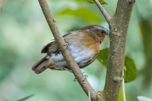 Chupa-dente - Conopophaga lineata