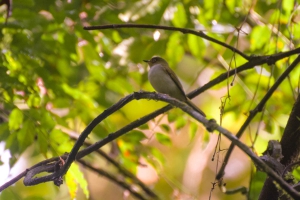 Maria-pequena - Phylloscartes sylviolus