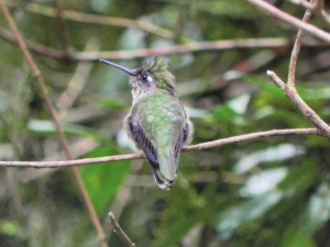 Beija-flor-de-topete - Stephanoxis lalandi - F&ecirc;mea