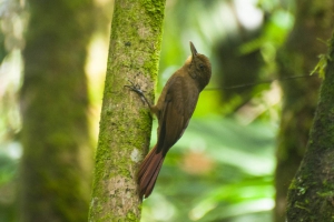 Arapa&ccedil;u-liso - Dendrocincla turdina