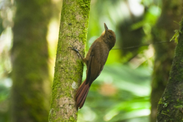 Arapa&ccedil;u-liso - Dendrocincla turdina