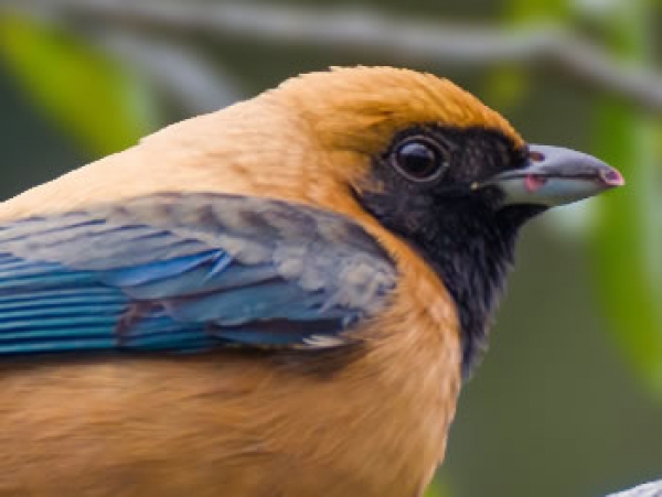 Sa&iacute;ra-amarela - Tangara cayana