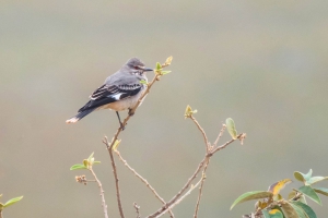 Primavera - Xolmis cinereus