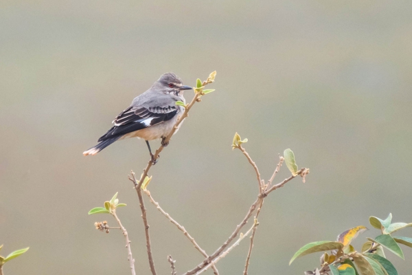 Primavera - Xolmis cinereus