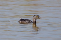 Mergulh&atilde;o-pequeno - Tachybaptus dominicus